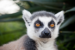 Madagaskar