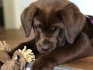 Hundeversicherung für Reisen