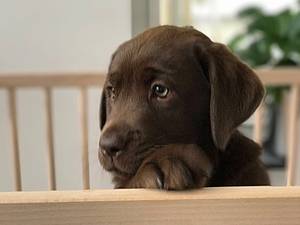 Jahresreiseversicherung mit Hund